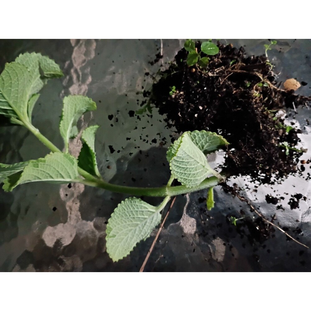 Two Indian Borage, Caribbean, Cuban , Tropical Oregano ,Mexican, Indian Mint,